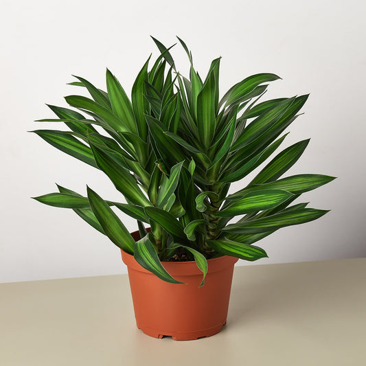 Dracaena 'Song of Jamaica'