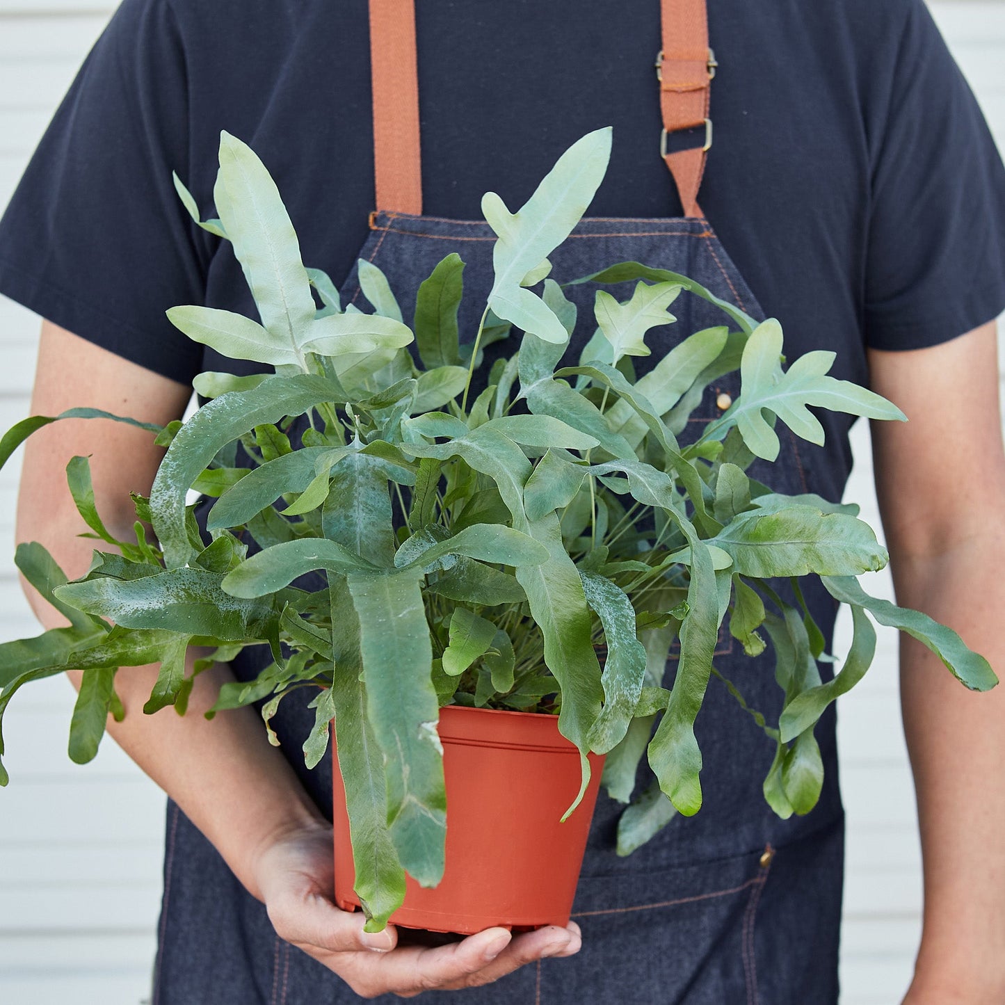 Fern 'Blue Star'