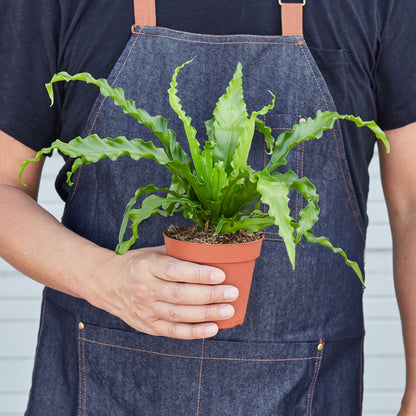 Bird’s Nest 'Victoria' Fern