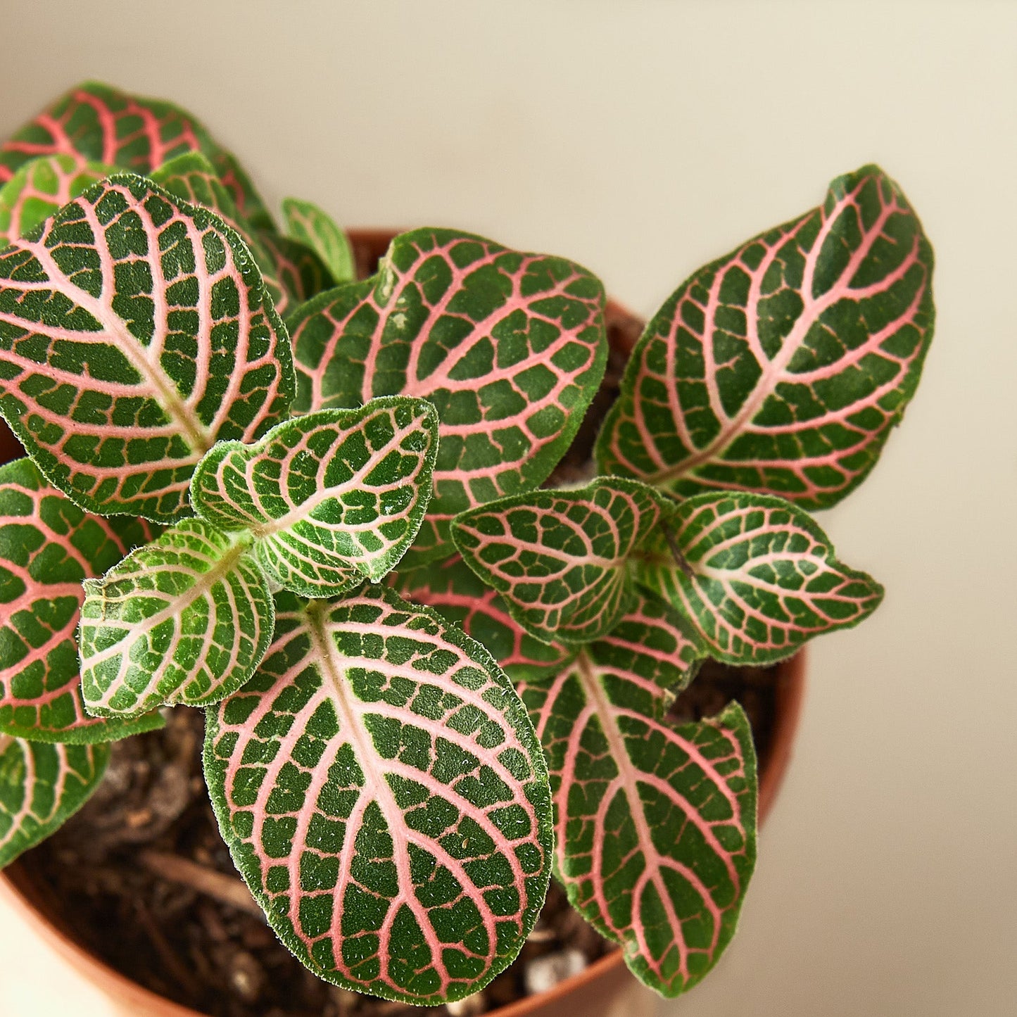 Fittonia 'Pink'