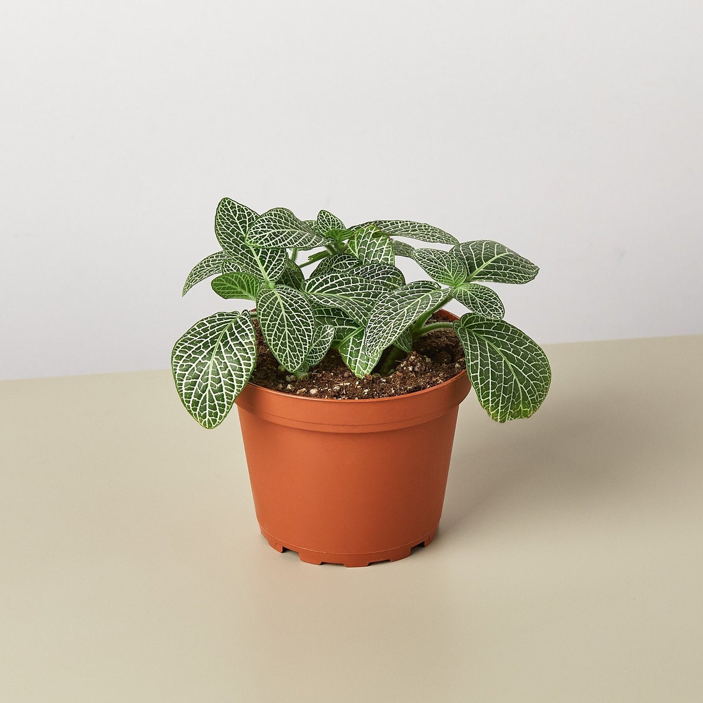 Fittonia 'White'