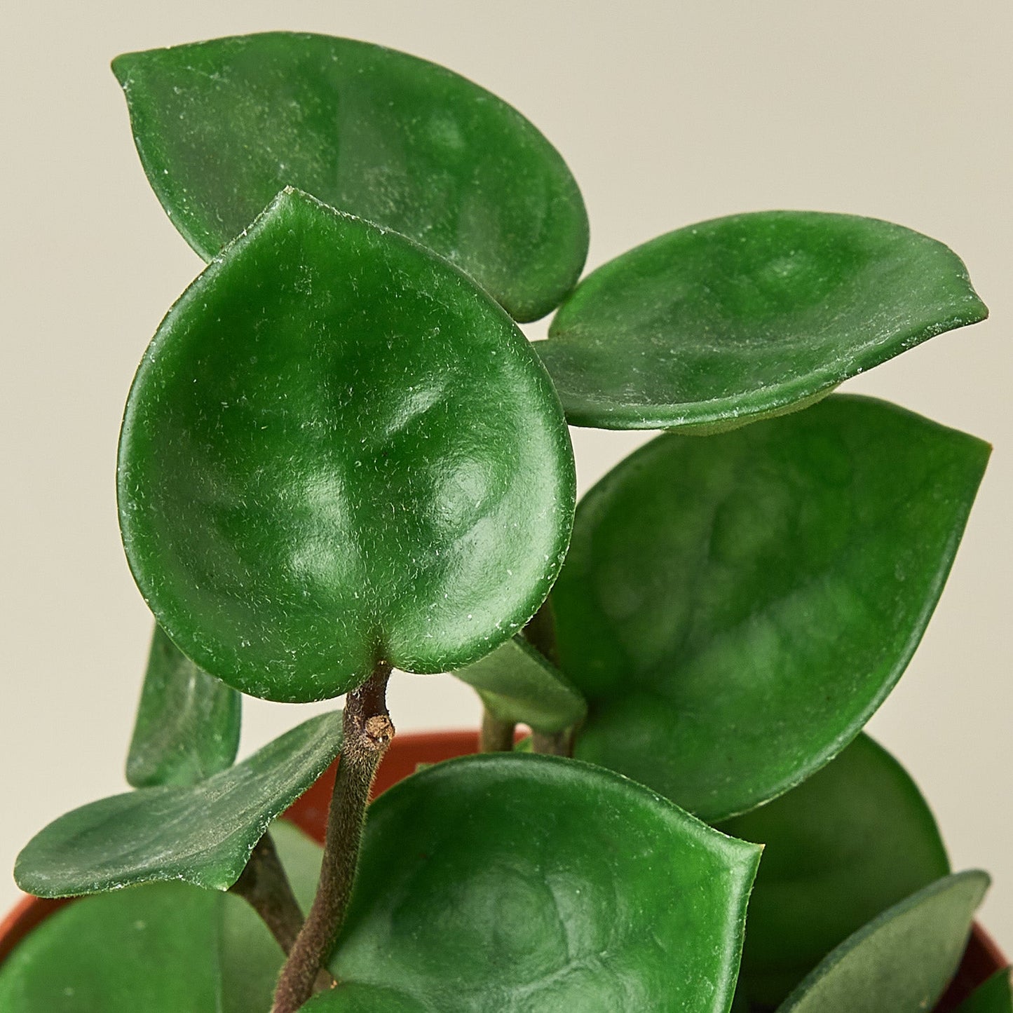 Hoya Carnosa 'Chelsea'