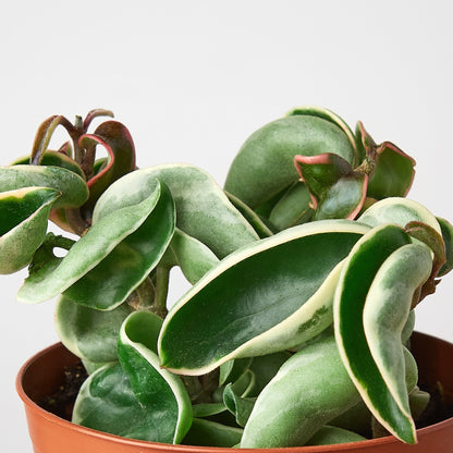 Hoya 'Rope Plant' Variegated