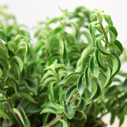 Curly Lipstick Plant