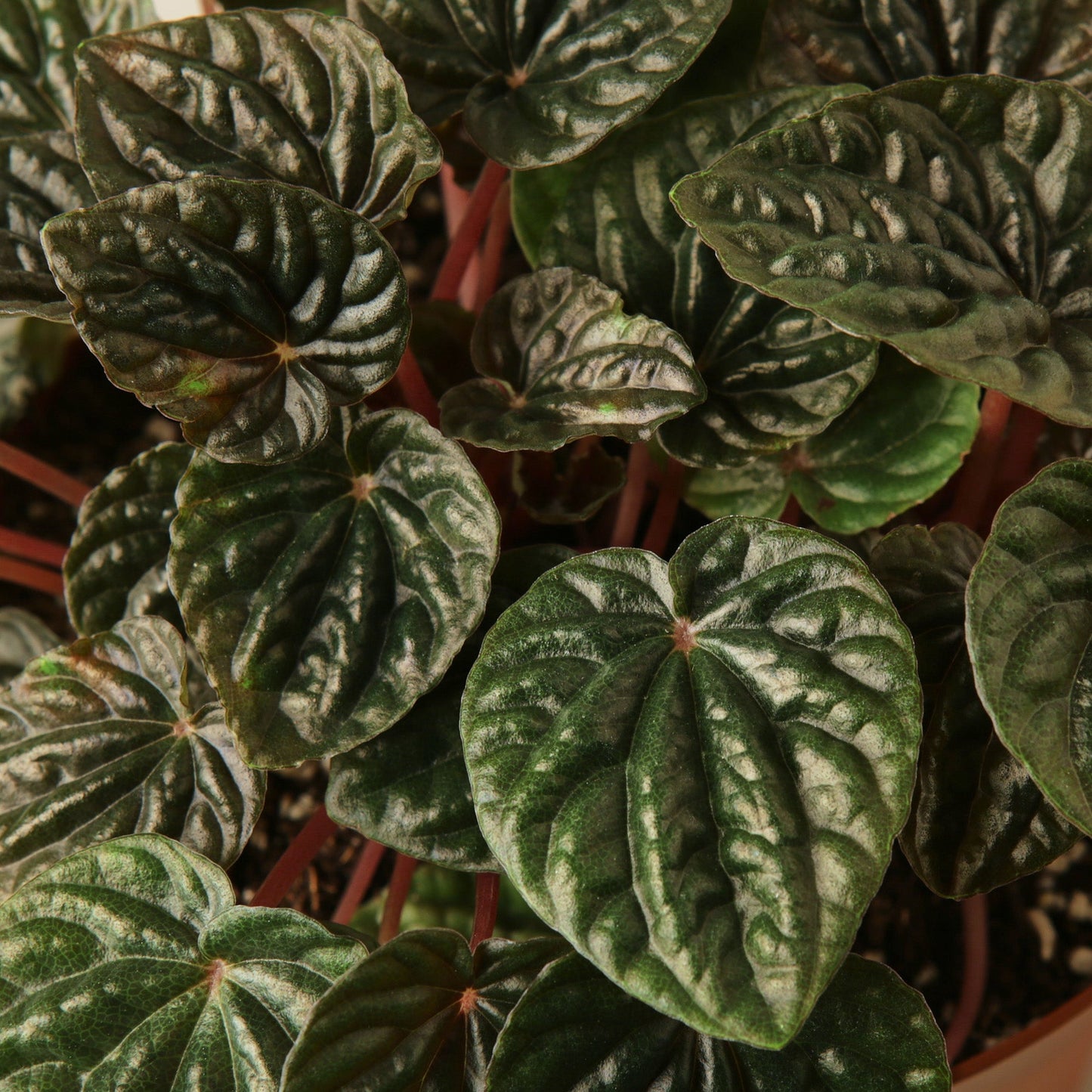 Peperomia 'Emerald Ripple'