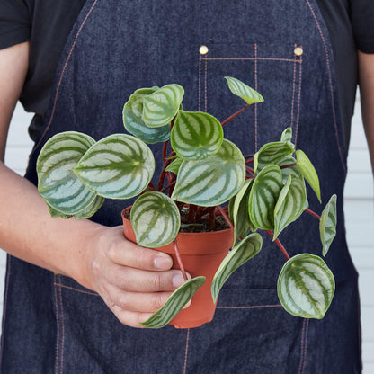 Peperomia 'Watermelon'