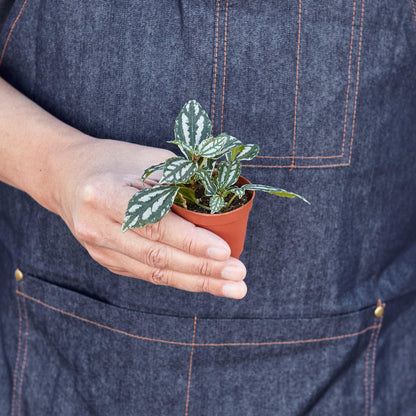 Pilea 'Aluminum'