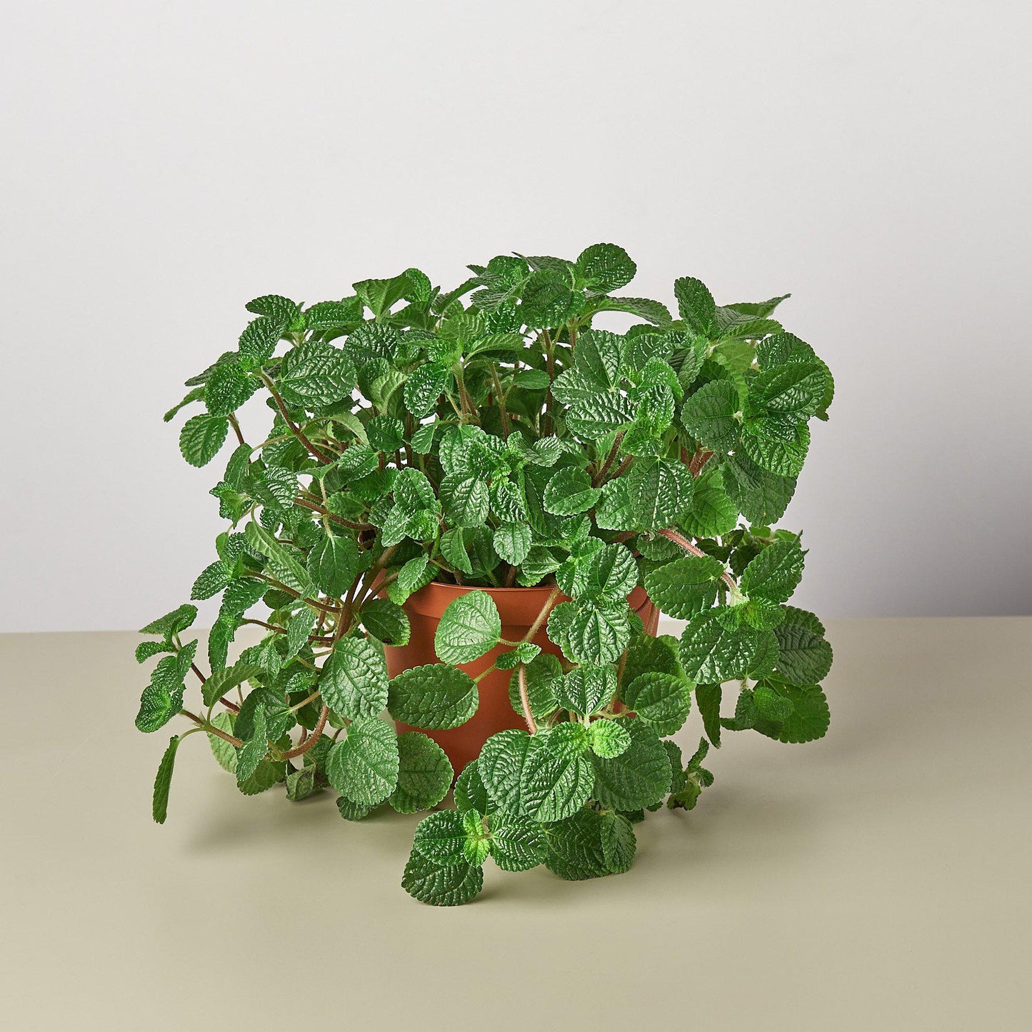 Pilea 'Crinkle'