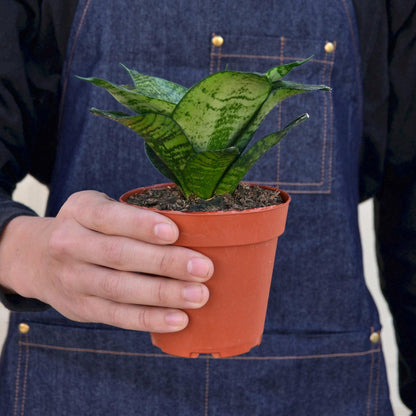 Snake Plant 'Forest Star'