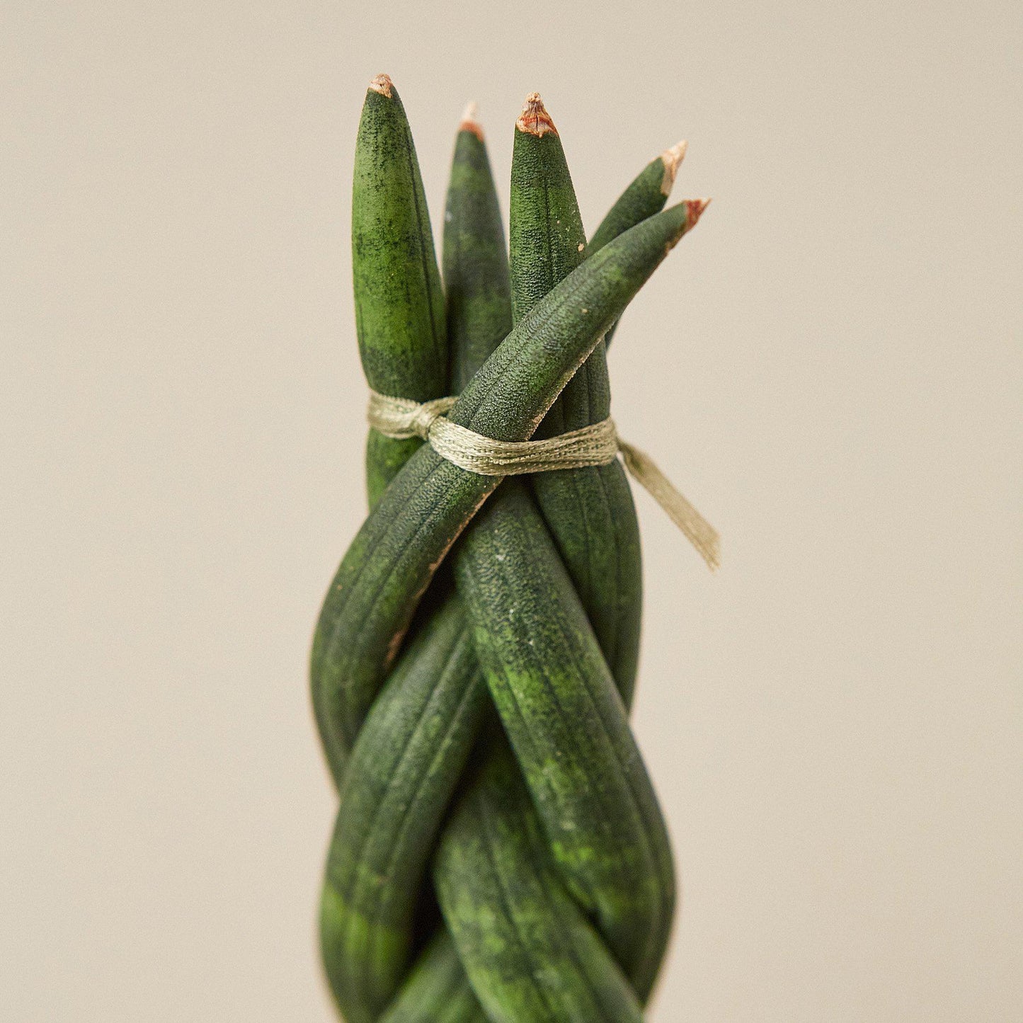 Snake Plant 'Braided'