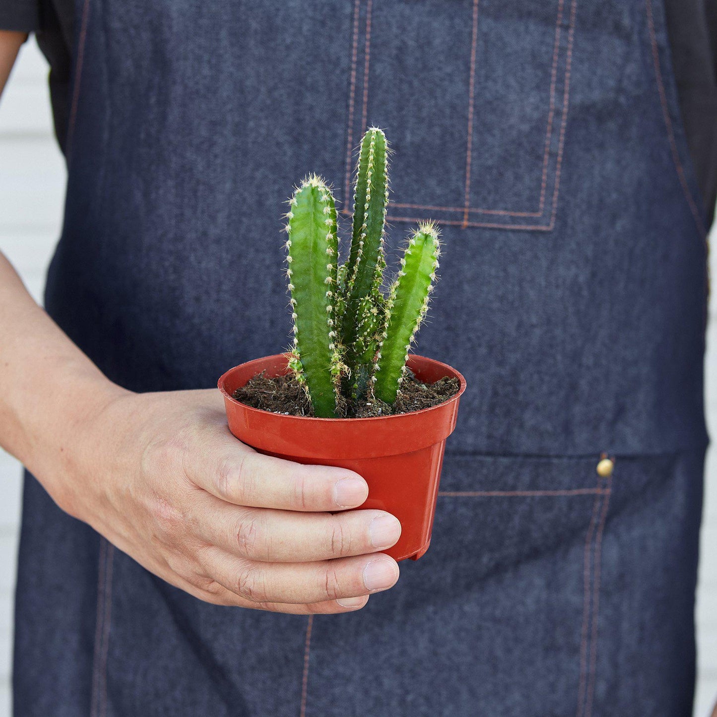 Fairy Castle Cactus