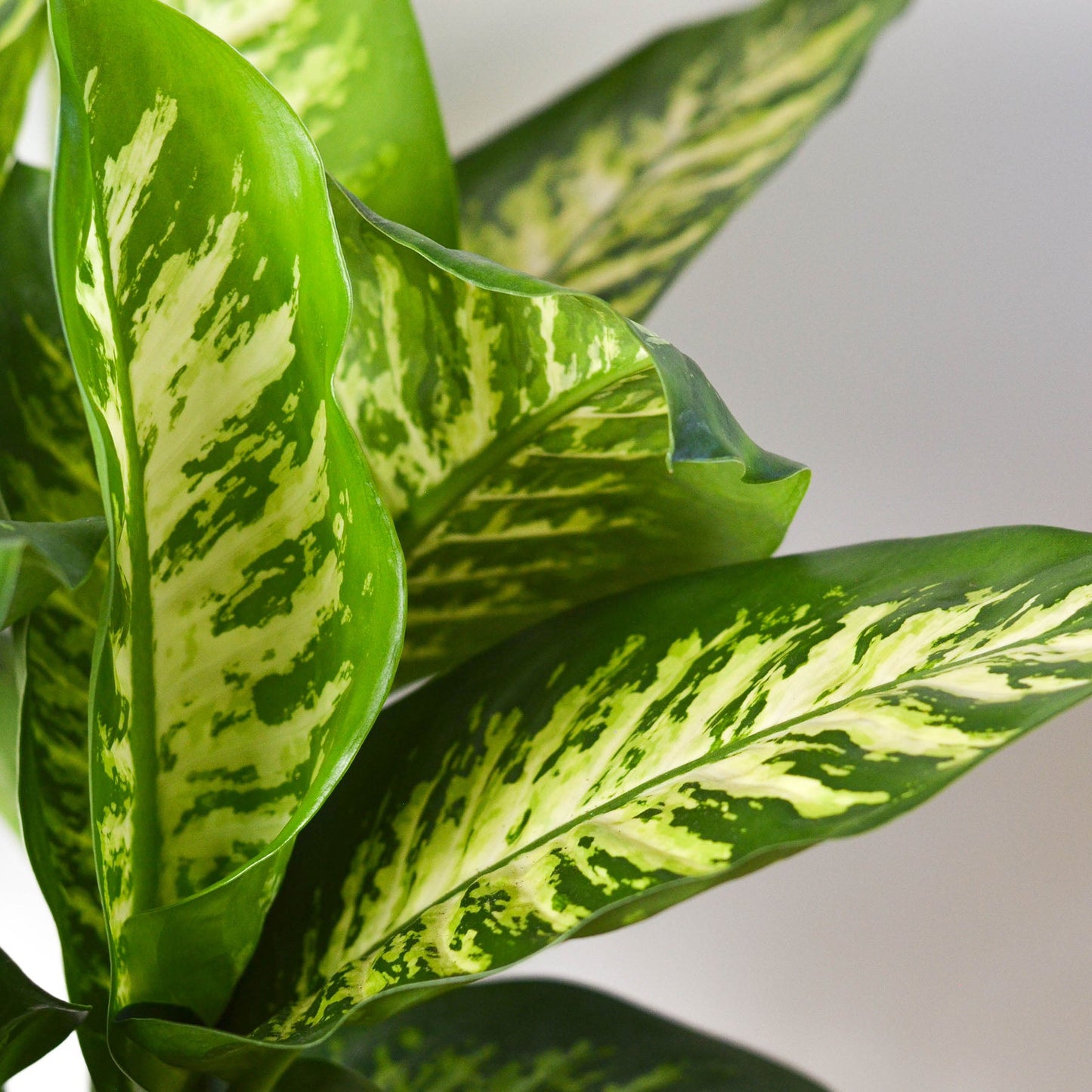 Dieffenbachia 'Tropic Snow'