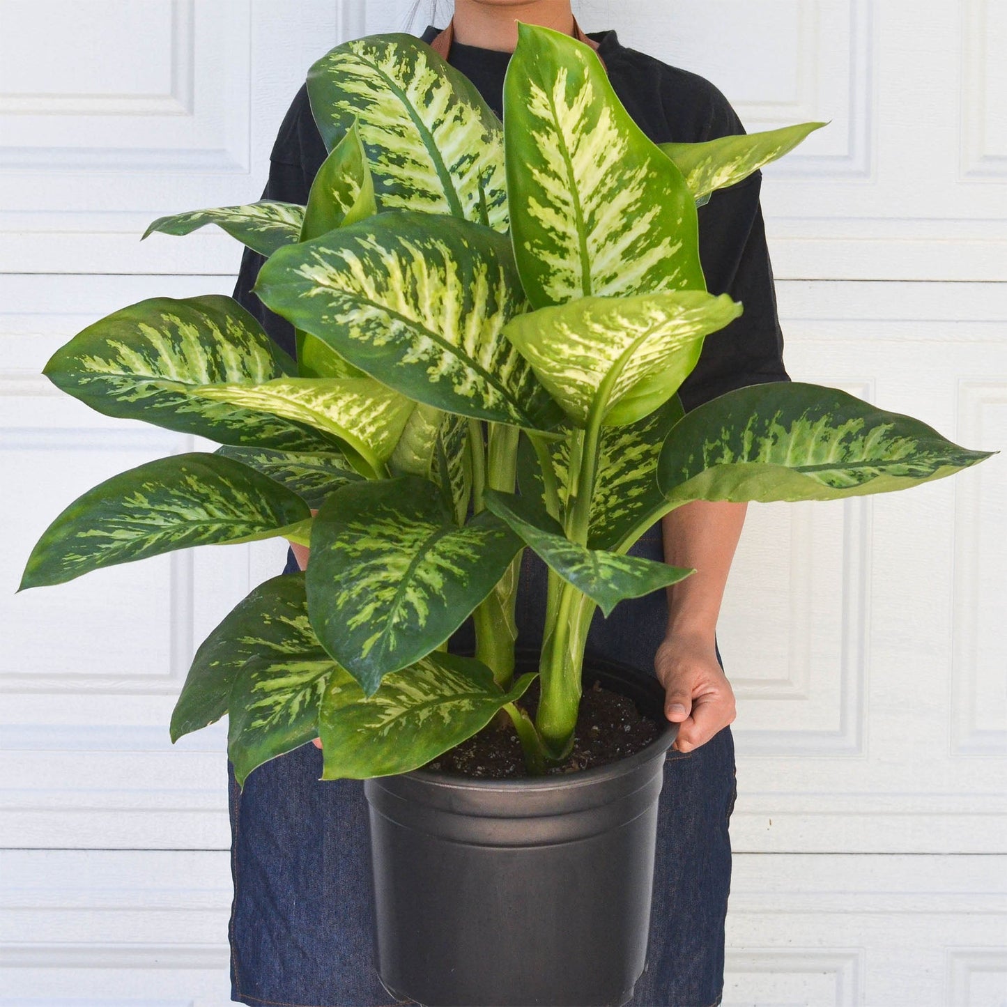 Dieffenbachia 'Tropic Snow'