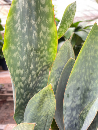 Snake Plant 'Mason Congo' - 10" Pot