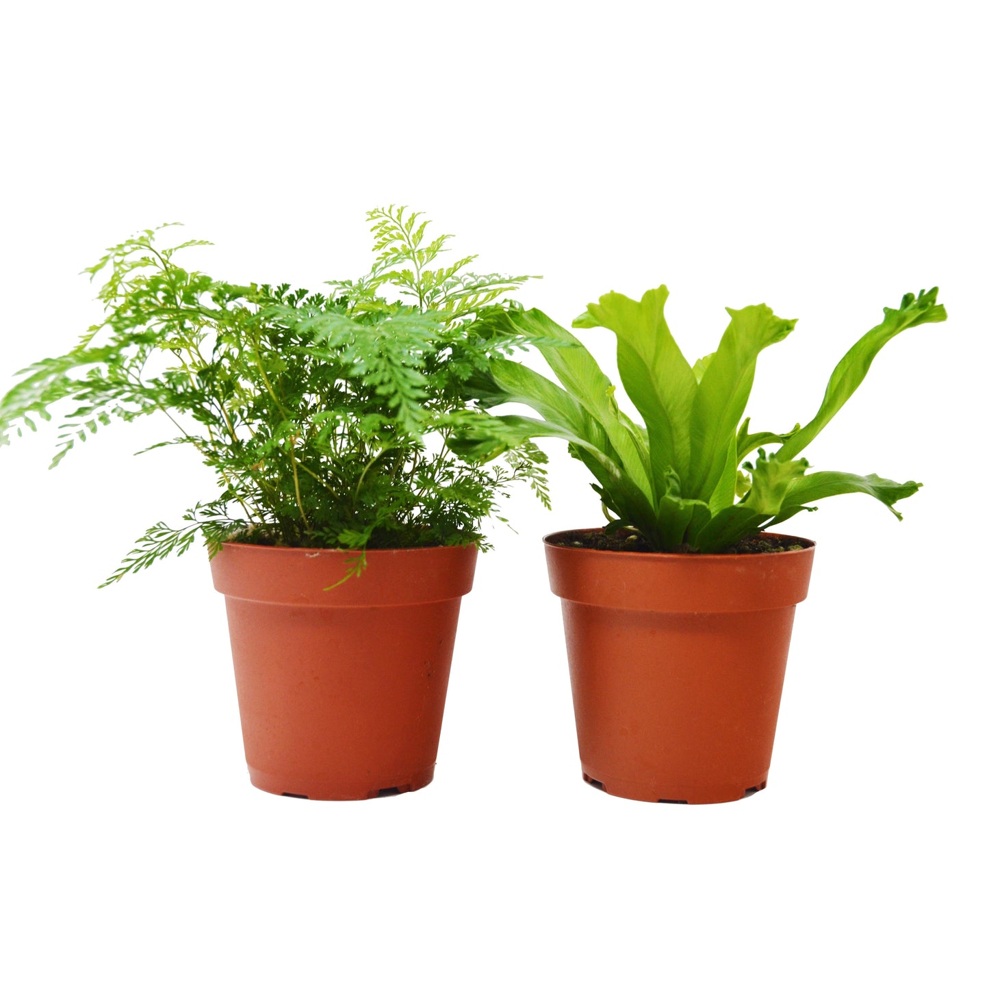 Fern Variety Pack - Live Plants - FREE Care Guide - 4" Pot - House Plant