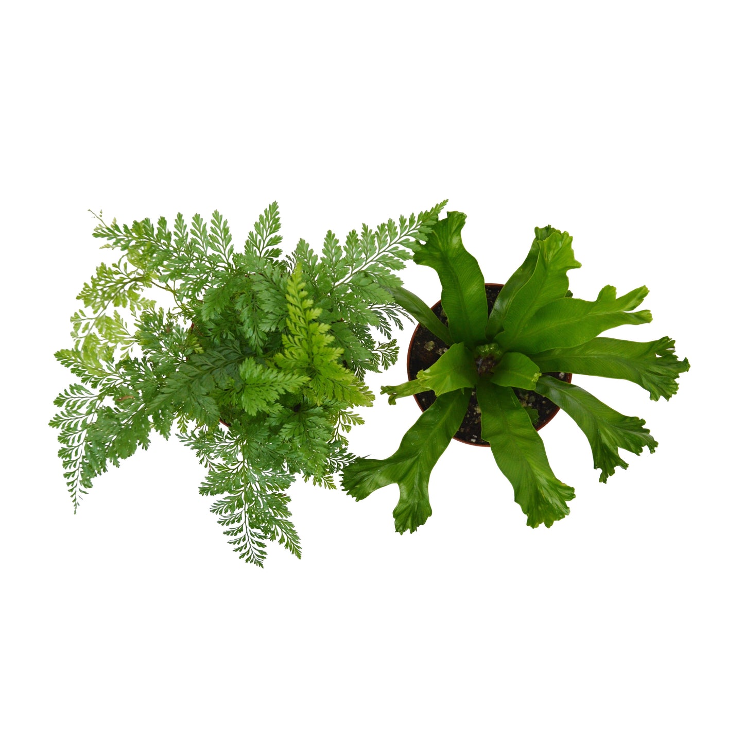 Fern Variety Pack - Live Plants - FREE Care Guide - 4" Pot - House Plant