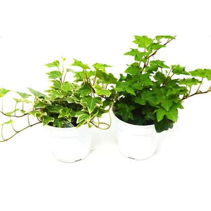 English Ivy Variety Pack - Live House Plant - FREE Care Guide - 4" Pot