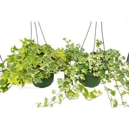 English Ivy Variety Pack - FREE Care Guide - 6" Hanging Pot