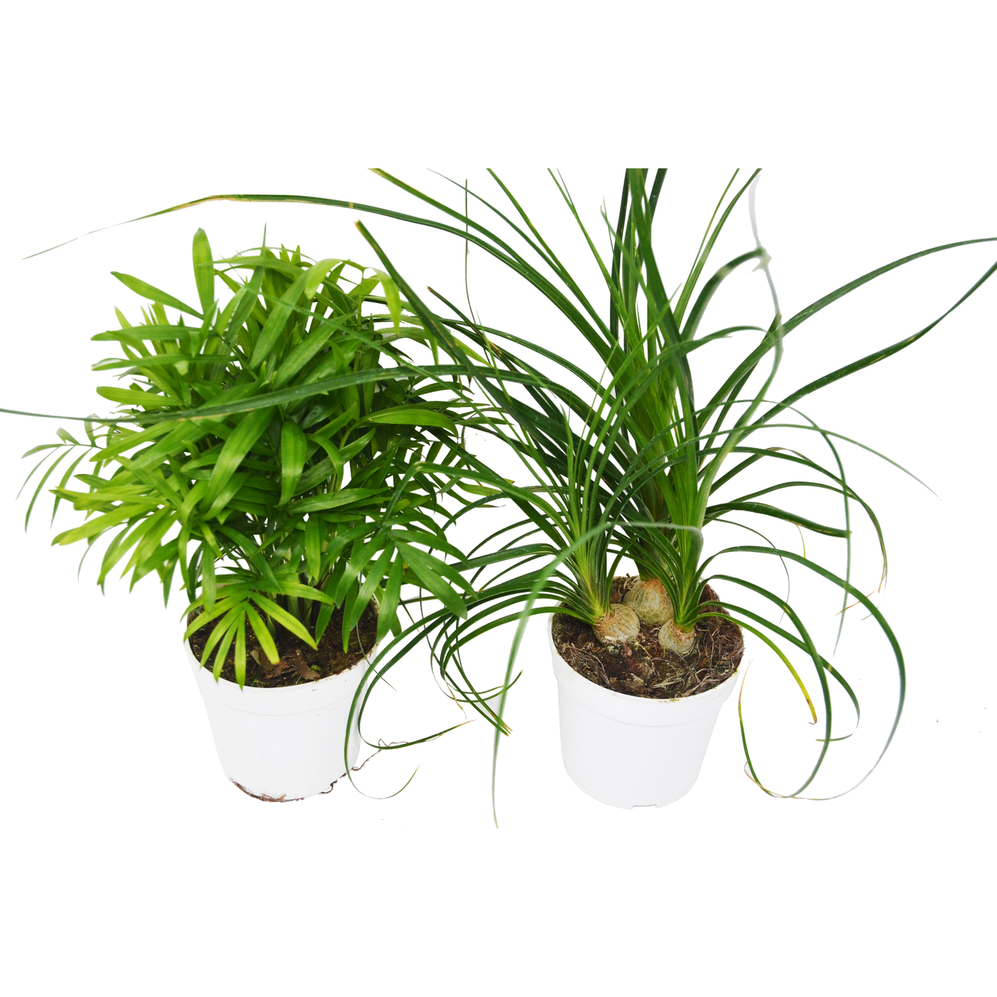 Palm Variety Pack / 4" Pots / Live Plants