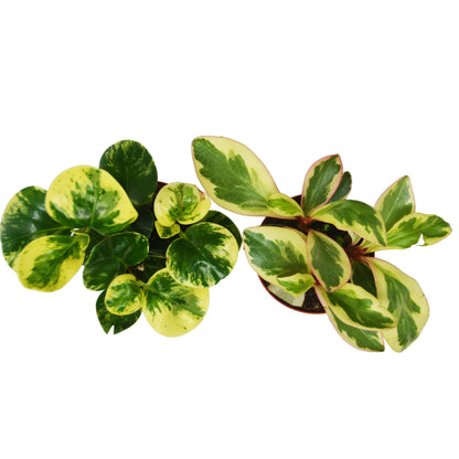 Peperomia Plants Variety Pack in 4" Pots - Baby Rubber Plants