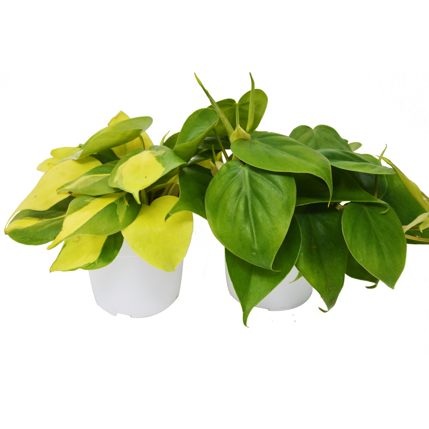 Philodendron Variety Pack - 4" Pot