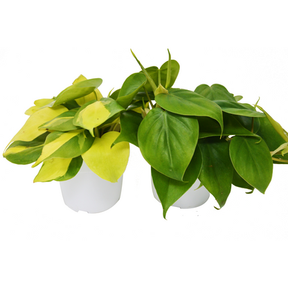 Philodendron Variety Pack - 4" Pot