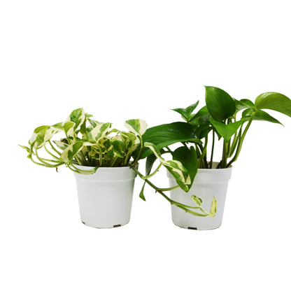 Pothos Variety Pack / 4" Pot / Live Plant / Home and Garden Plants