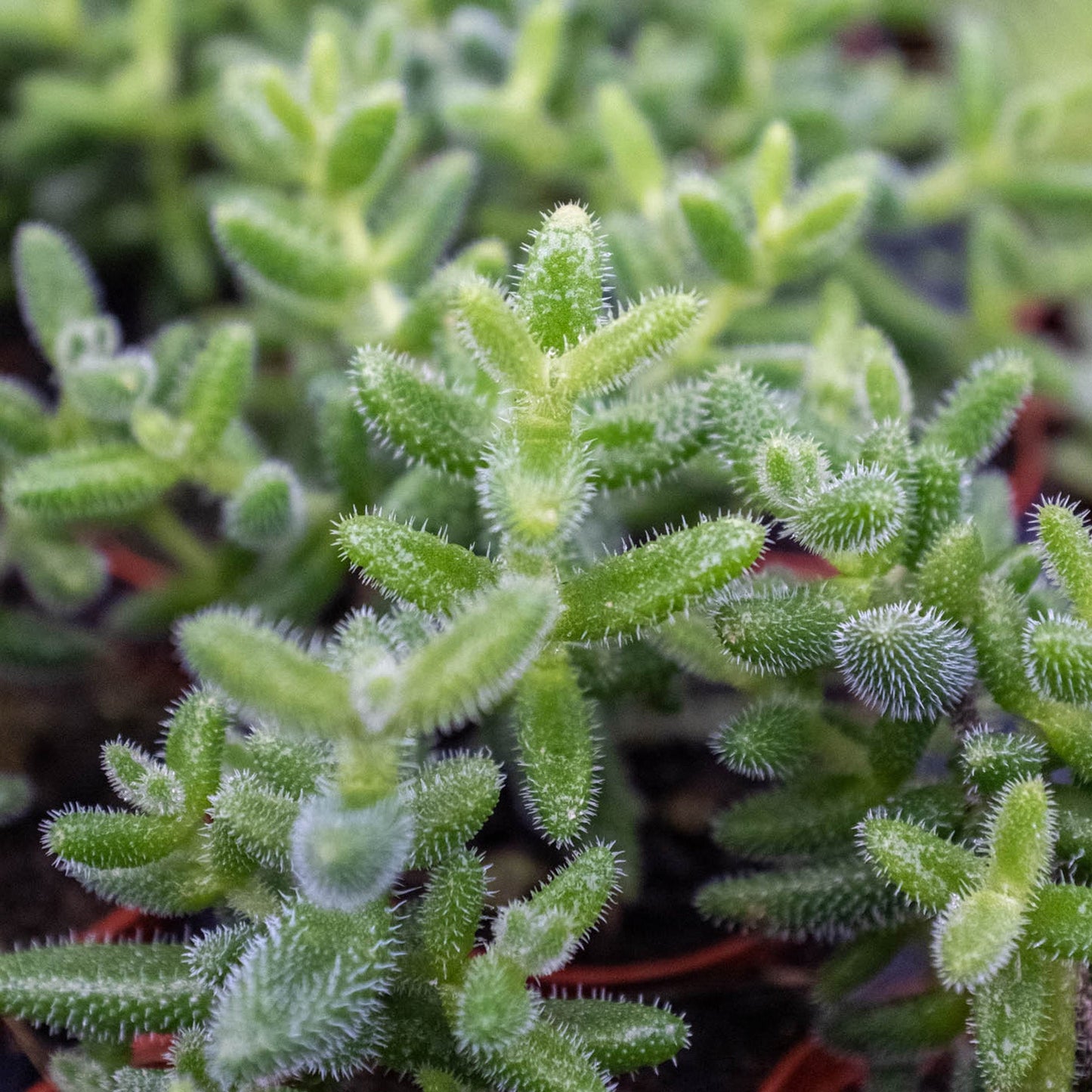 Delosperma echinatum 'Pickle Plant'