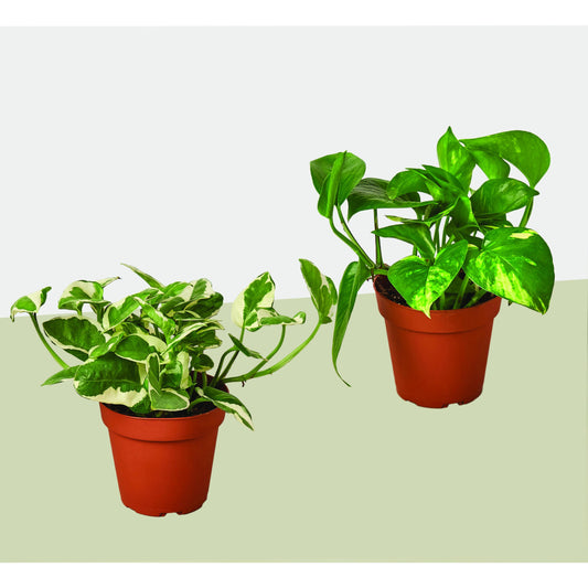 Pothos Variety Pack / 4" Pot / Live Plant / Home and Garden Plants