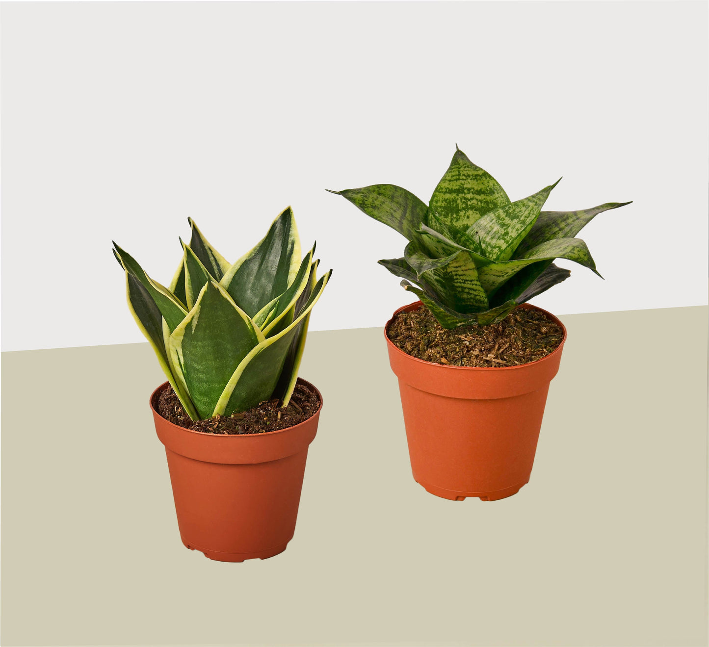 Snake Plant Variety (Sansevieria) in 4" Post