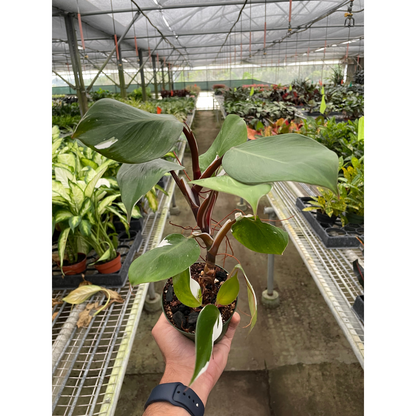 Philodendron 'White Knight'