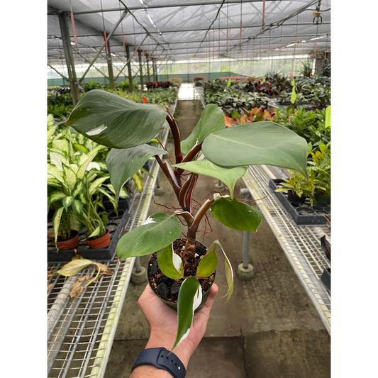 Philodendron 'White Knight'