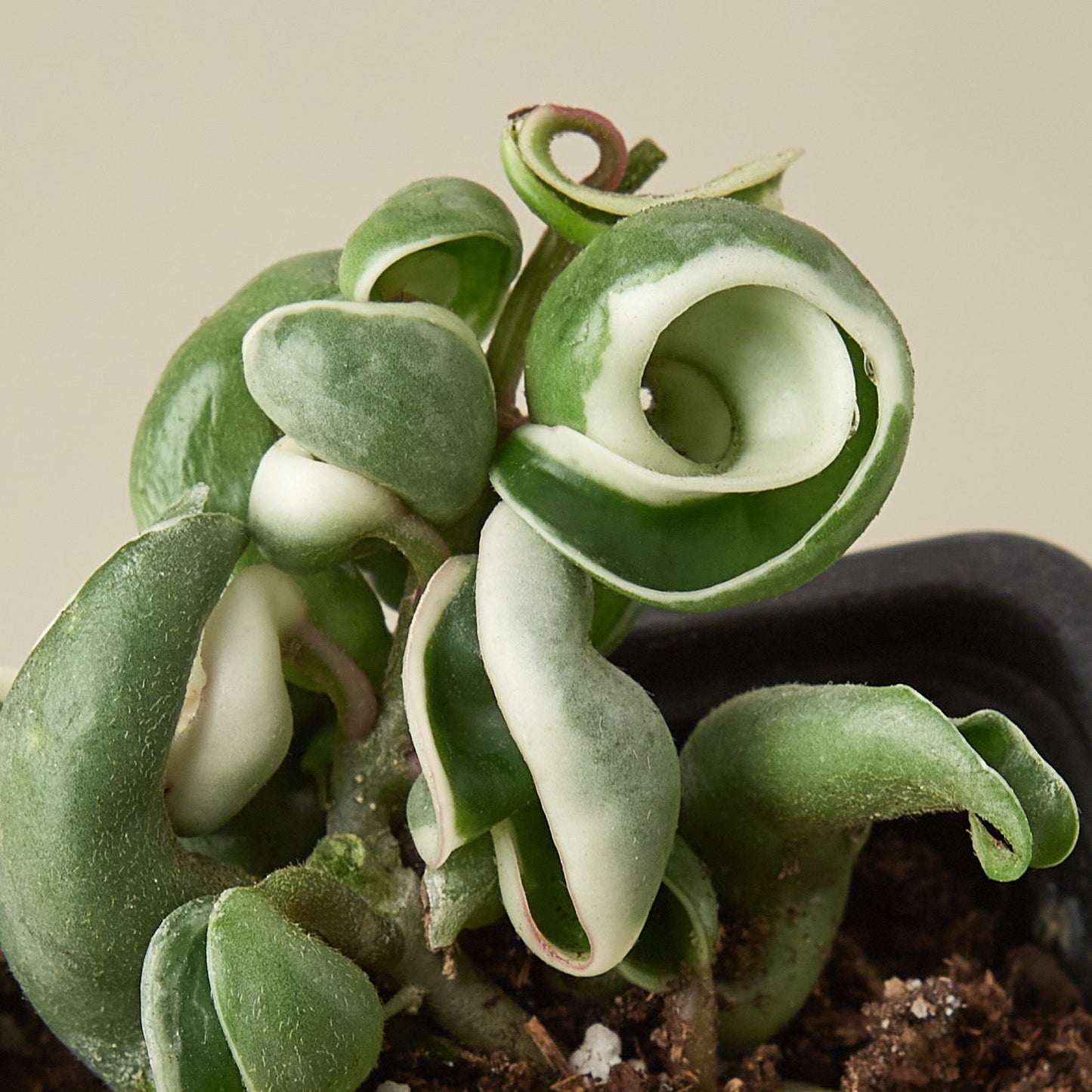 Hoya 'Rope Plant' Variegated