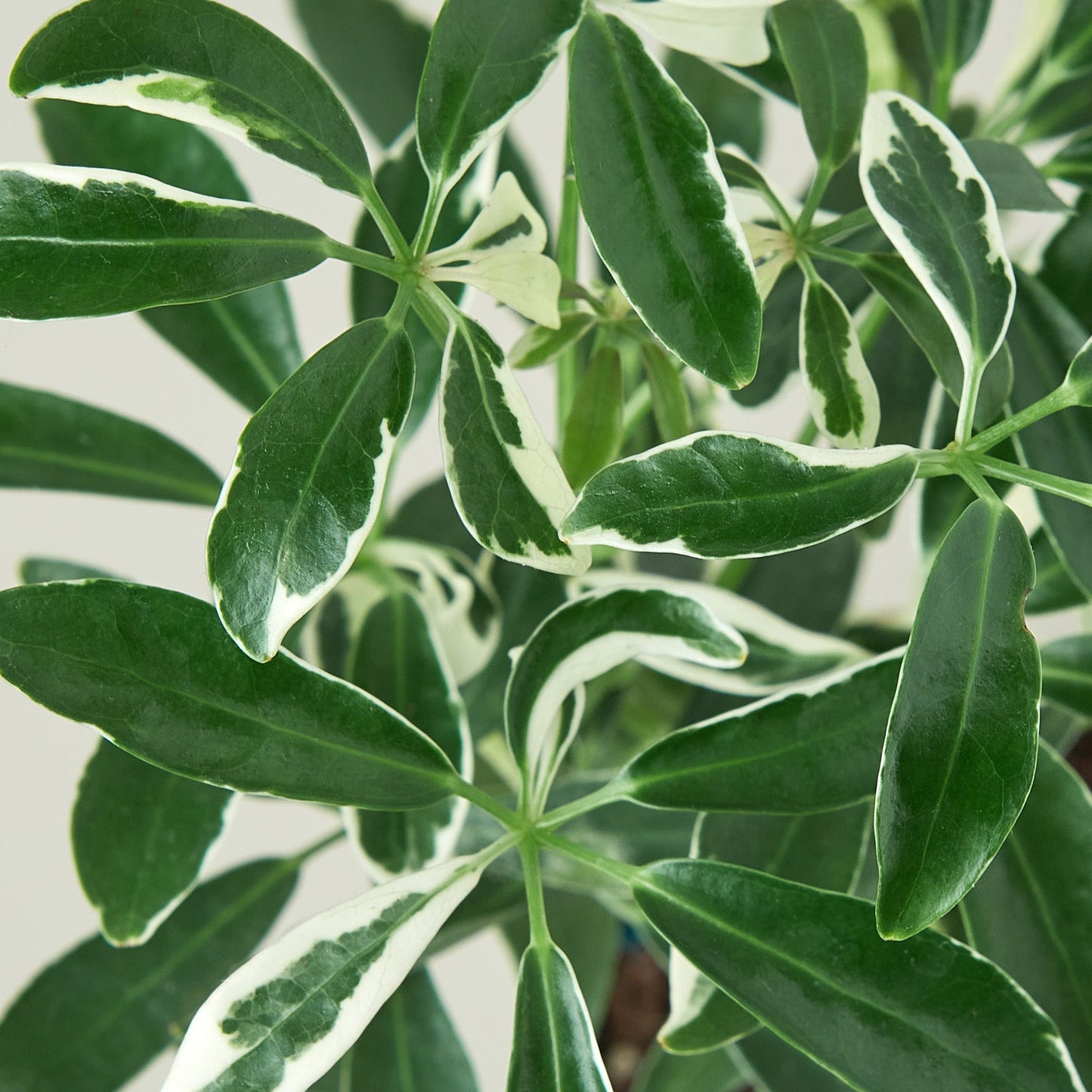 Schefflera 'Moonlight'