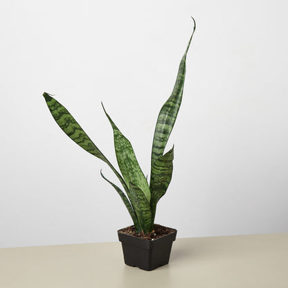 Snake Plant 'Zeylanica'