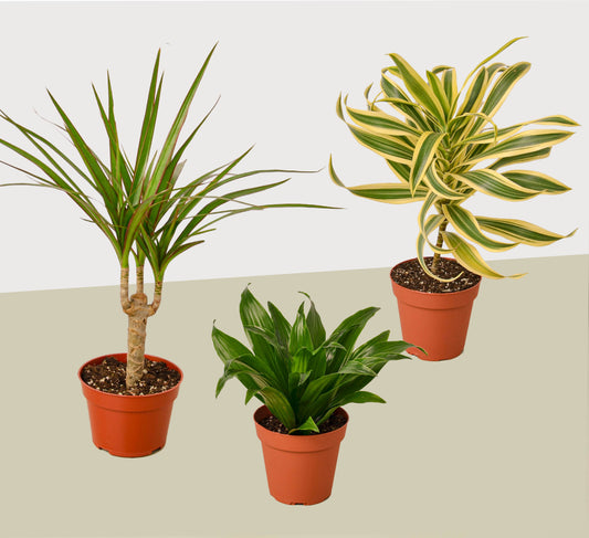 Dracaenas Variety Pack - Live House Plant - FREE Care Guide - 4" Pot