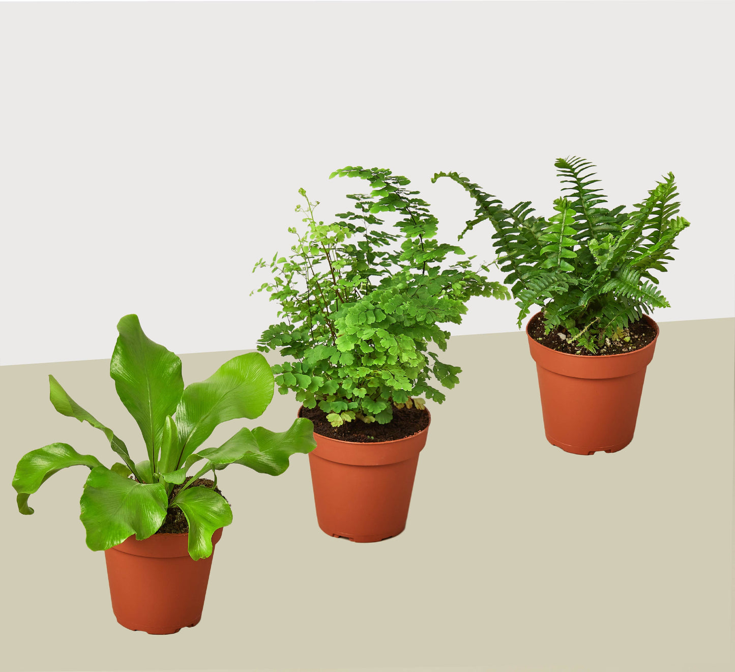 Fern Variety Pack - Live Plants - FREE Care Guide - 4" Pot - House Plant