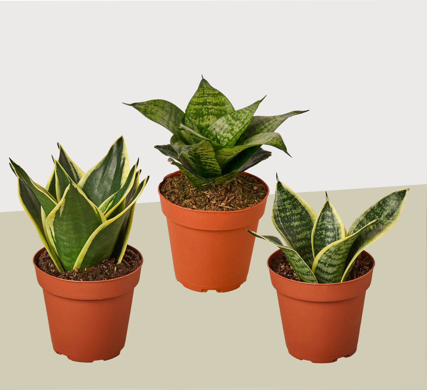 Snake Plants Variety 3 Pack in 4" Pots - Sansevieria