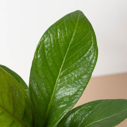 Anthurium 'Cobra'