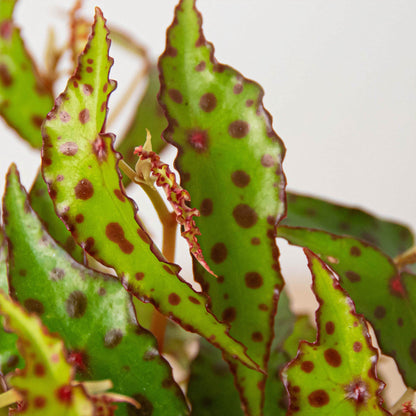 Begonia 'Pink Spotted'