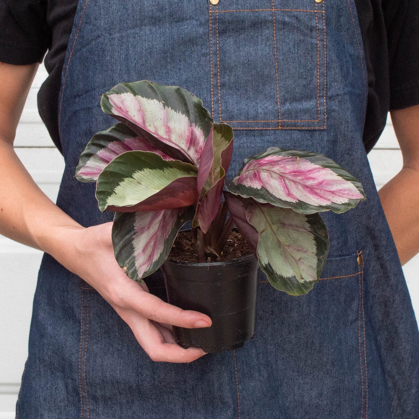 Calathea roseopicta 'Silvia'