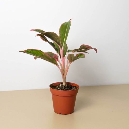 Chinese Evergreen 'Red Siam'