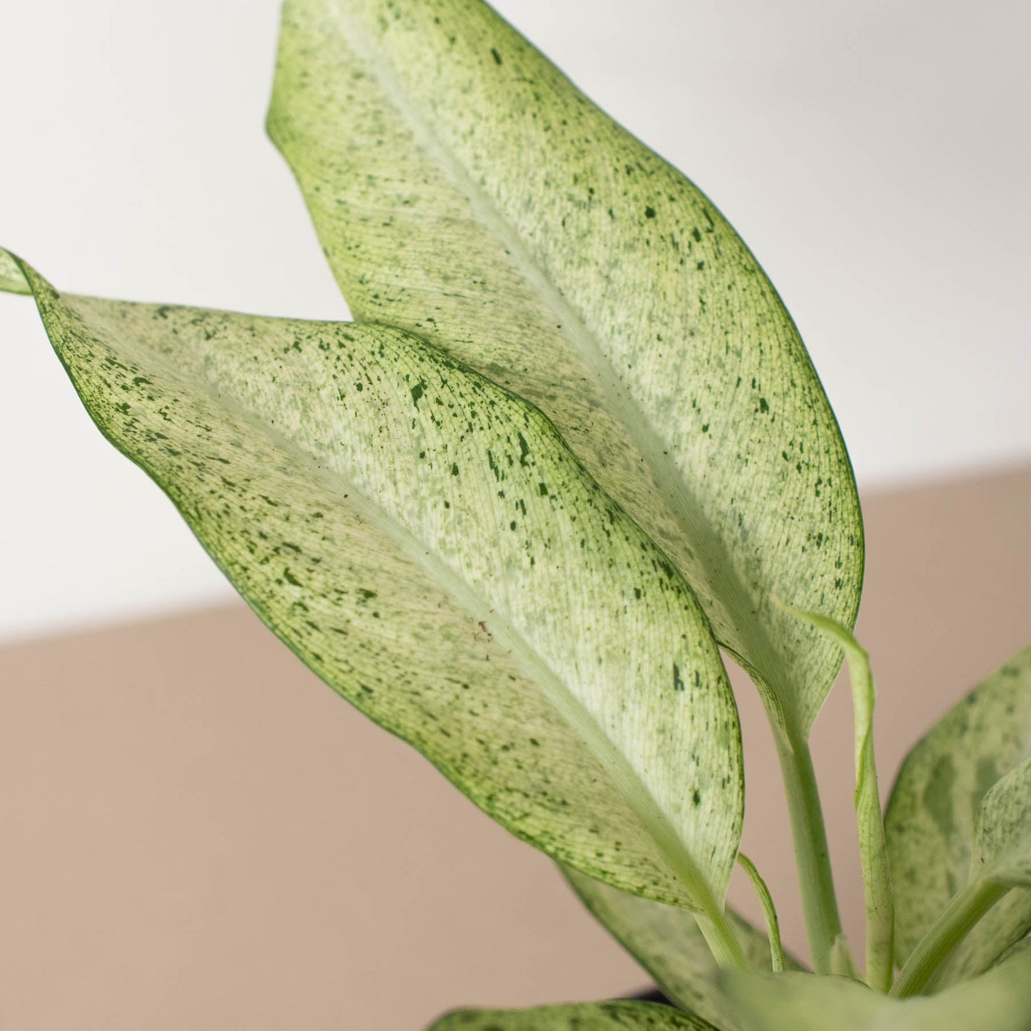 Dieffenbachia 'Camouflage'