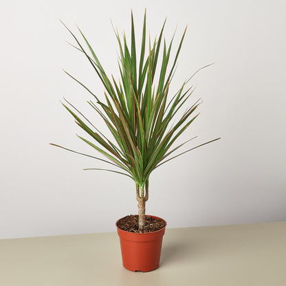 Dracaena 'Red Margined'