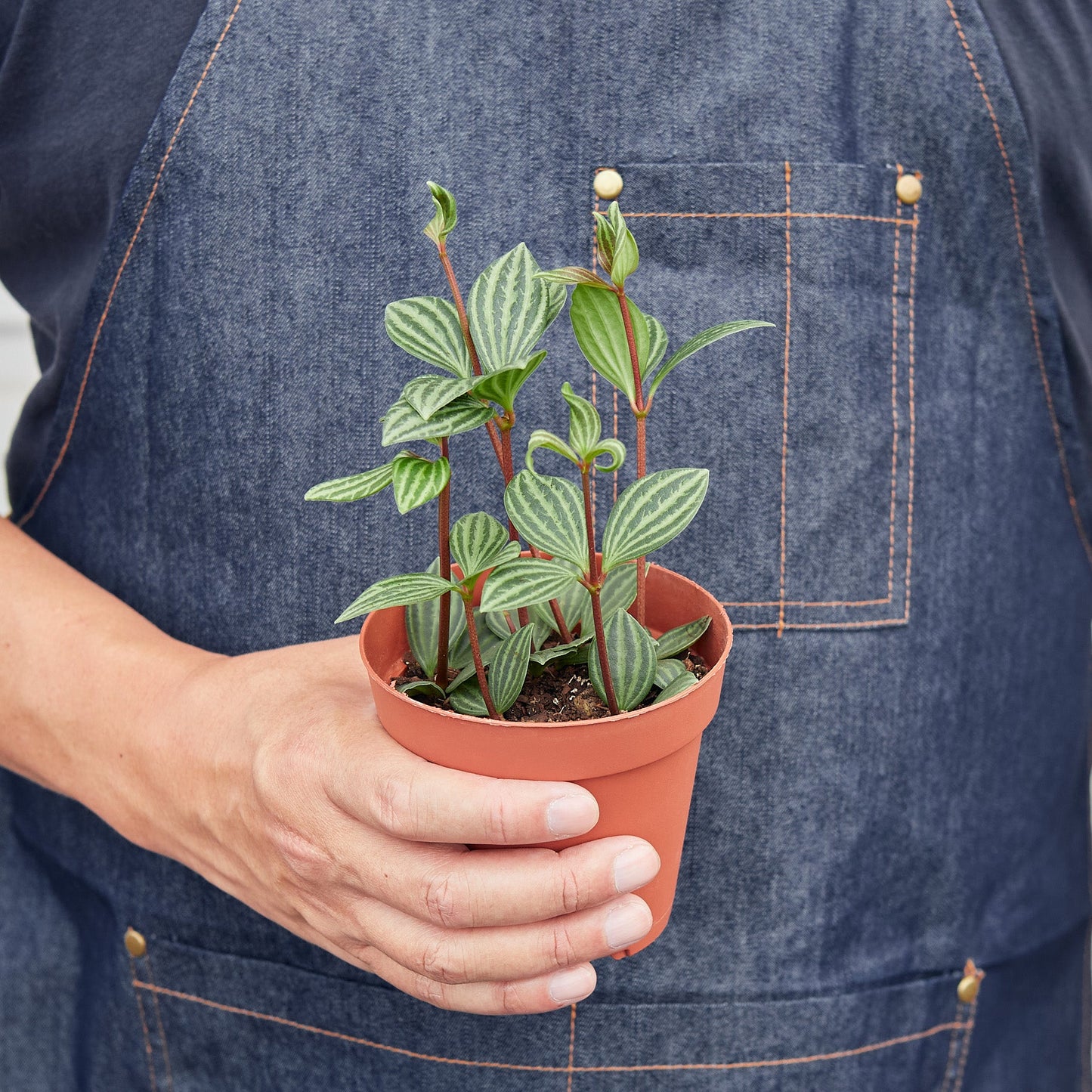 Peperomia 'Parallel'