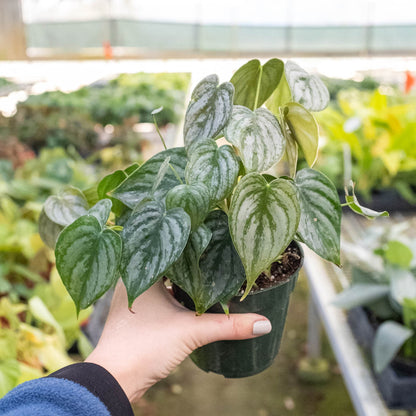 Philodendron 'Brandi'