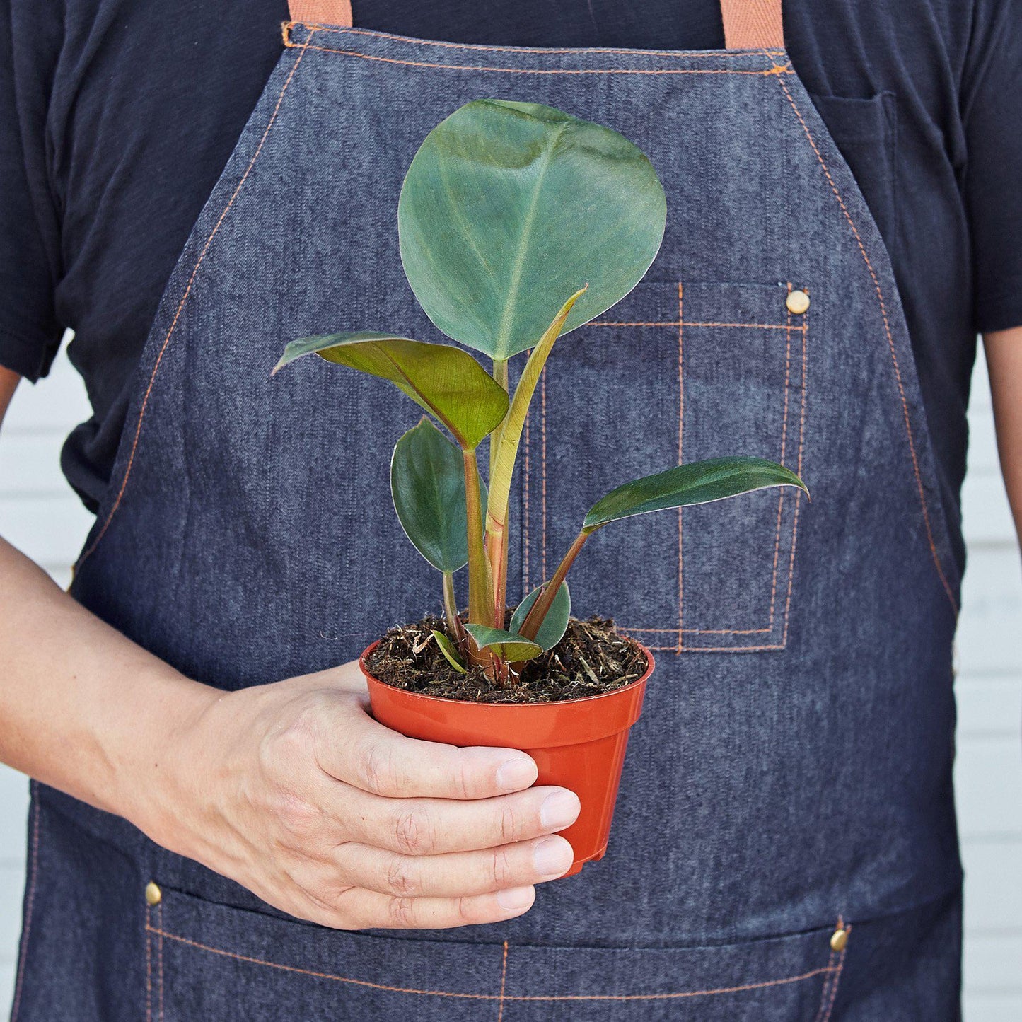 Philodendron 'Congo Rojo'