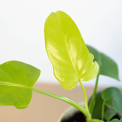 Philodendron 'Gold Violin'