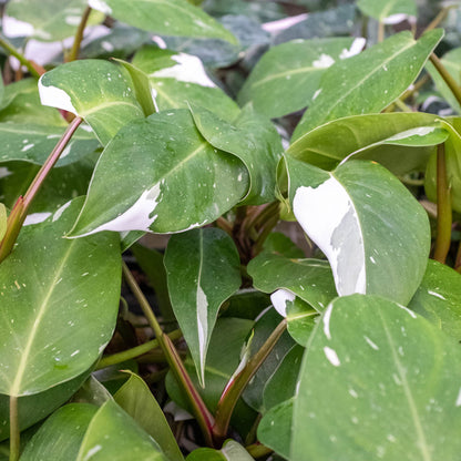 Philodendron 'White Knight'