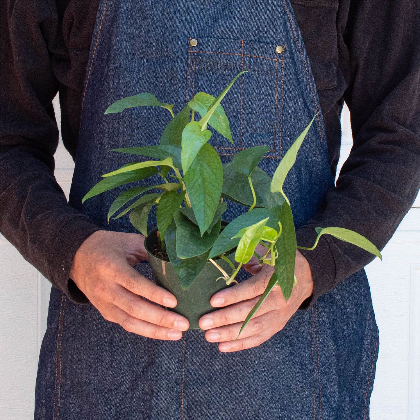 Pothos 'Cebu Blue'